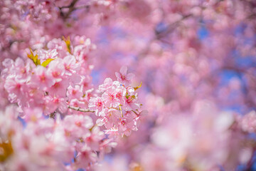 桜 Sakura cherry blossoms in Tokyo, Japan
