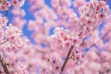 桜 Sakura cherry blossoms in Tokyo, Japan
