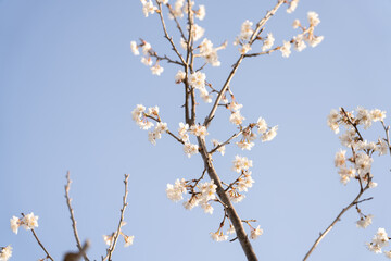 【果実の木】サクランボ・セイヨウミザクラ【植物】