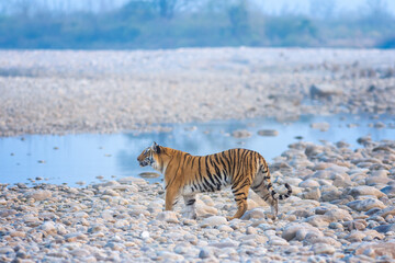 Tiger from Jim Corbett National park