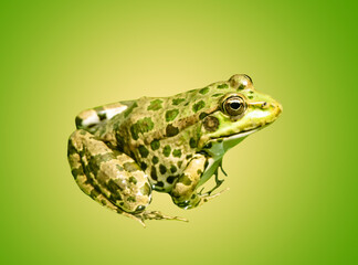 Green frog isolated on green background.