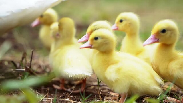 A flock of little yellow ducks on the grass