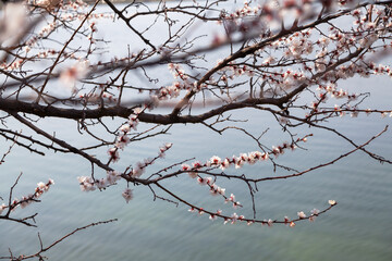 Branch of blossoming cherry on background of  water surface