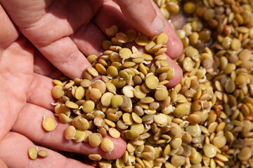 Hands of  farmer. hand holds sprouted lentils