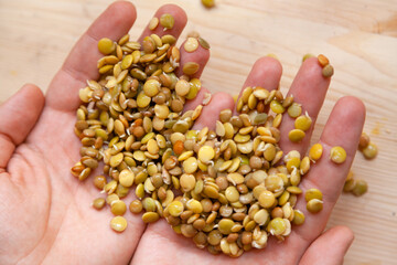 Hands of  farmer. hand holds sprouted lentils