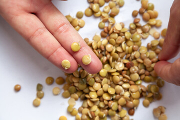 Sprouted seeds of food lentils lie on a white background. Two hands touch beans