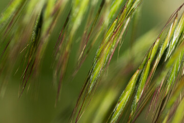 Green spikelets of grass close-up.