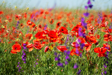 Obraz na płótnie Canvas Bright field with red poppies.