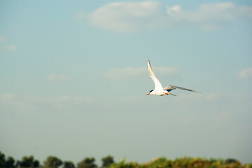 Fototapeta na wymiar Ivory gull flies in the sky.