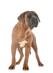Obraz premium adult cane corso