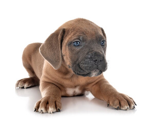 puppy cane corso