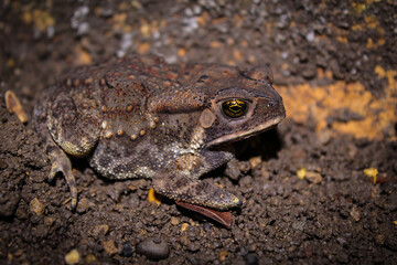 Duttaphrynus melanostictus is commonly called Asian common toad, Asian black - spined toad,