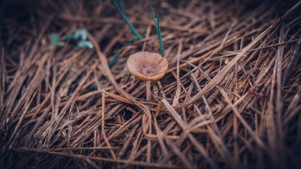 Small natural inedible mushroom growing on the paddy field soil and hay. brown mushrooms cap turned upwards gathering water drop in the middle. close up photograph. concept of beauty of nature.