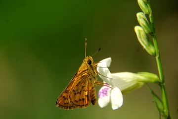 butterfly on flower