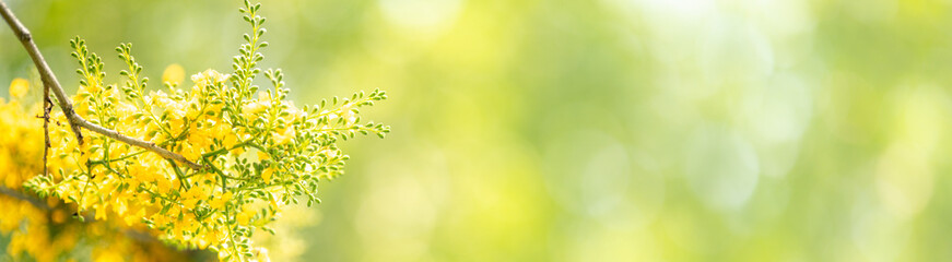 Nature of flower in garden using as cover page background natural flora wallpaper or template brochure landing page design