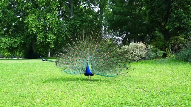 A peacock spreading its tail feathers on the grass in the zoo
