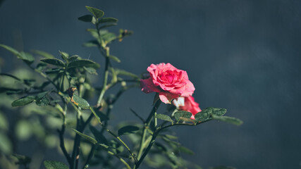 Beautiful Pink rose flower isolated in the garden close-up photograph.