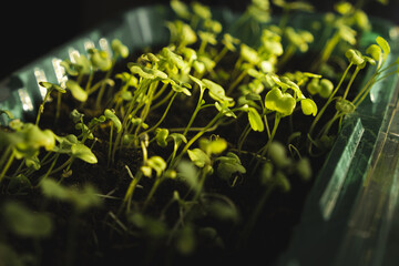 Germination of micro greens at home on a windowsill. healthy food concept