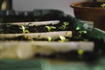 Germination of micro greens at home on a windowsill. healthy food concept