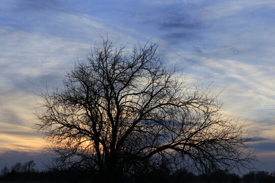 Tree silhouette in a farm field with a colorful sky at sunset north of Hutchinson Kansas USA out in the country.