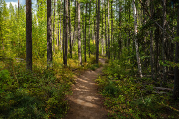 A path through the forest winding through the trees in the Montana wilderness