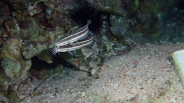 Two striped raphael catfish swimming at seafloor.