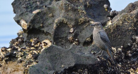 磯辺のイソヒヨドリ