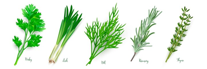 Green herbs set on white background. Thyme, rosemary, parsley, dill, leek spices vector illustration. Herbal seasoning ingredients for cooking. Healthy cuisine condiments