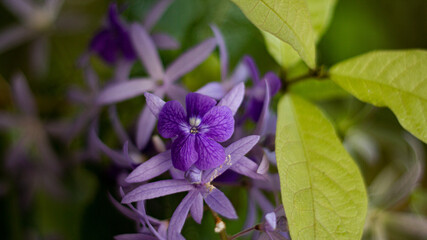 purple flowers with green leaves in sunny spring. Seasonal background with bokeh light and shallow depth of field.