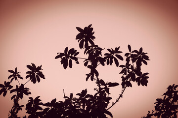 photo of artistic tree black on colors background