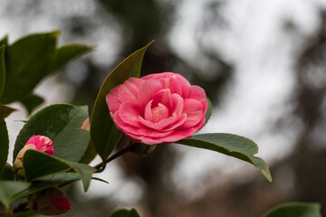 Camellia Japonica La Sonnambula flower grown in a garden