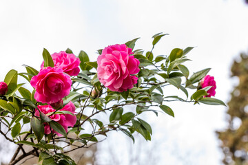 Camellia X Williams ii Debbie flower grown in a garden