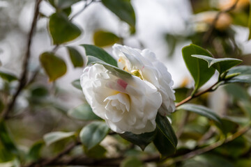 Camellia Japonica Alba Plena flower grown in a garden