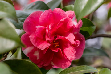 Camellia Japonica Hyppolyte Thoby flower grown in a garden