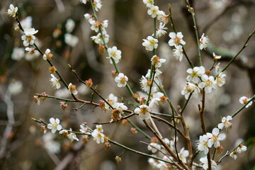 梅の花