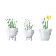 Set of 3 watercolor potted plants isolated on a white background. Hand-drawn collection of narcissus flower, aloe in pots. Botanical illustration. Greenery clipart. Minimal home plant print.
