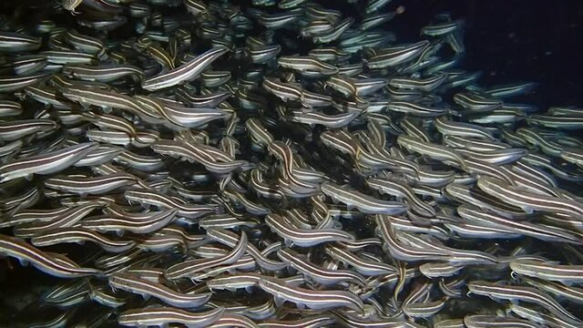 A school of many striped raphael catfish