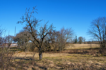 Abandoned old garden in the spring