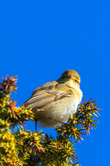 Willow warbler on a juniper tree looking at the camera