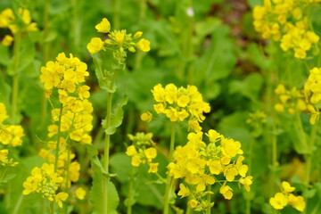 菜の花