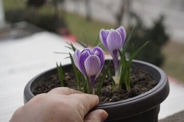 crocuses in the snow