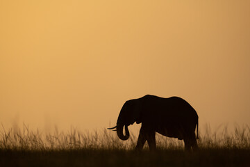 Fototapeta na wymiar African bush elephant curls trunk on horizon