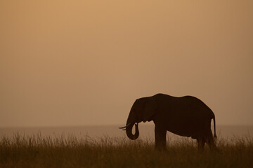 Fototapeta na wymiar African bush elephant eats grass at sunset