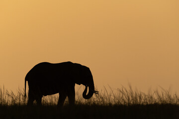 Fototapeta na wymiar African bush elephant facing right at sundown