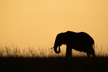 African bush elephant eats grass on skyline