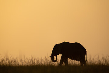 Fototapeta na wymiar African bush elephant eats grass on horizon