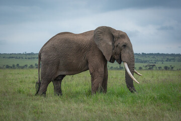 African bush elephant in profile in grassland