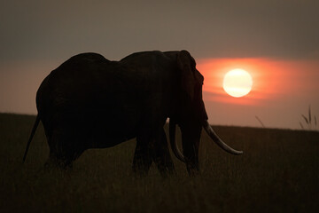 Naklejka na ściany i meble African bush elephant near horizon at sunset