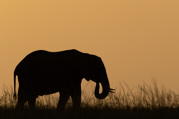 Fototapeta na wymiar African bush elephant on horizon at dusk