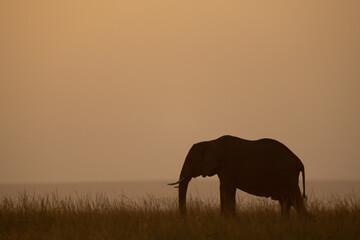 African bush elephant on horizon at sunset